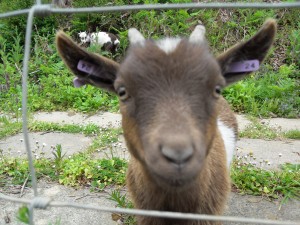 Our pygmy goat Oscar